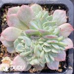 [RTS]Echeveria Sharoji Peony Variegated
