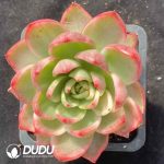 [RTS]Echeveria Calisto White-Bellied Wheel Variegated