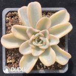 [RTS]Echeveria Orpet Variegated Top Type