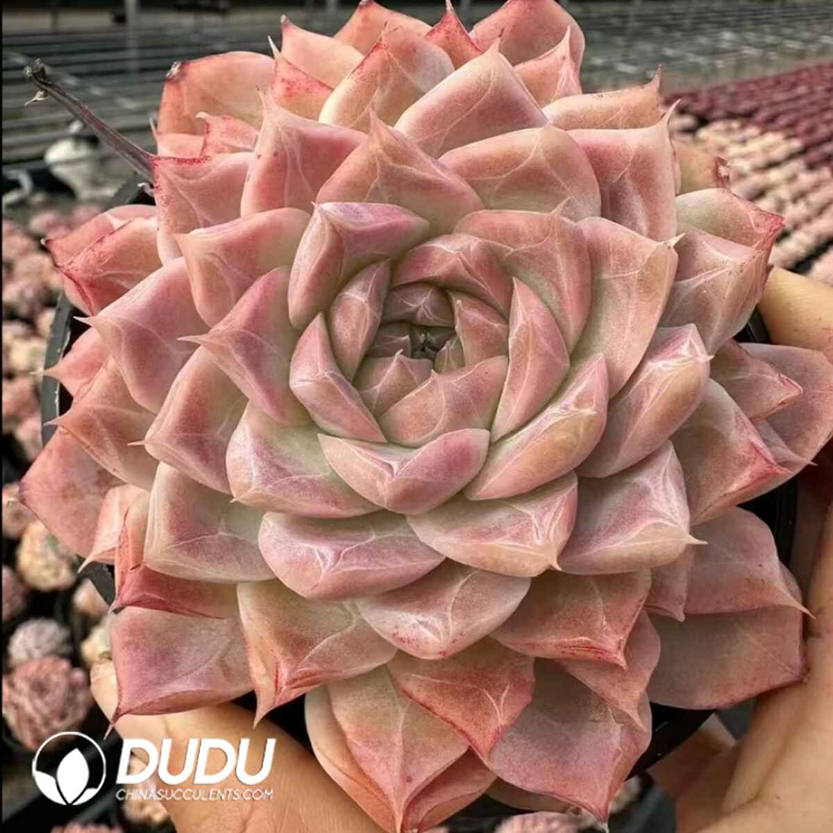 e201-21.jpg Echeveria Powder - Image 1