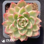 [RTS]Echeveria Red Dress Variegated
