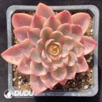 [RTS]Echeveria Hera Variegated Top Type