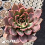 [RTS]Echeveria Wild Horse Variegated