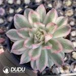 [RTS]Echeveria Purple Butterfly Variegated