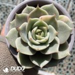 [RTS]Echeveria Baikal Lake's Painted Face Variegated