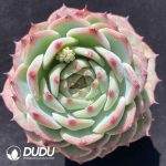 [RTS]Echeveria Chihuahua