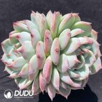 [RTS]Echeveria Chihuahua Double Heads
