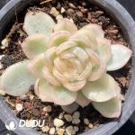 [RTS]Echeveria Hanshu Variegated