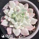 [RTS]Echeveria Red Apple Variegated