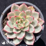 [RTS]Echeveria Blue Ebony