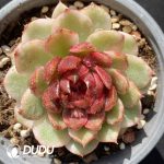[RTS]Echeveria Green Crystal Variegated