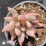 [RTS]Pachyphytum Red Dragonfly Variegated