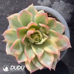 [RTS]Echeveria Sea Wave Variegated