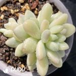 [RTS]Pachyphytum StellaLou Variegated