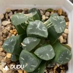 [RTS]Haworthia maughanii f. variegata OM (Low Variegation)