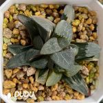 Haworthia maughanii f. variegata Okubo (Low Variegation)