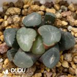 [RTS]Haworthia maughanii f. variegata Yamanomidori (Low Variegation)