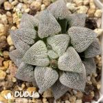 Haworthia maughanii f. variegata Hagiwara