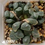 [RTS]Haworthia maughanii f. variegata Kiyoshi (Low Variegation)