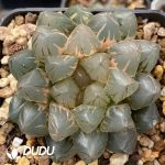 [RTS]Haworthia cooperi var. truncata f. variegata OH-Gyokuro (Low Variegation)