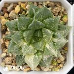 Haworthia cooperi var. truncata f. variegata Horen