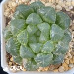 Haworthia cooperi var. truncata f. variegata Suporipa