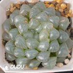 [RTS]Haworthia cooperi var. truncata f. variegata Hyotan (Low Variegation)