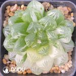 [RTS]Haworthia Cooperi sp Suzhou cluster Variegated