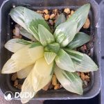 [RTS]Haworthia heidelbergensis Variegated