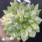 [RTS]Haworthia Hanabi Variegated