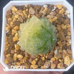 [RTS]Haworthia Cuiyun obtusa Haw.f.variegata