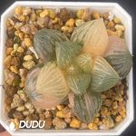 [RTS]Haworthia ‘Nuoyulu’ Variegated