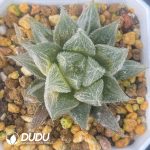 [RTS]Haworthia cooperi ‘MURASAKI EMAK’