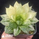 [RTS]Haworthia baocao variegated