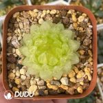 [RTS]Haworthia Cherry Variegated