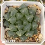 [RTS]Haworthia Cooperi Toon Variegated (Low Variegation)