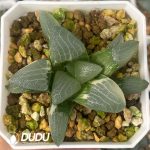 [RTS]Haworthia Jupiter Cricut Variegated (Low Variegation)
