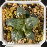 [RTS]Haworthia Comptoniana’akan (Low Variegation)