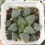 [RTS]Haworthia maughanii ‘Okubo’ (Seedling, Low Variegation)