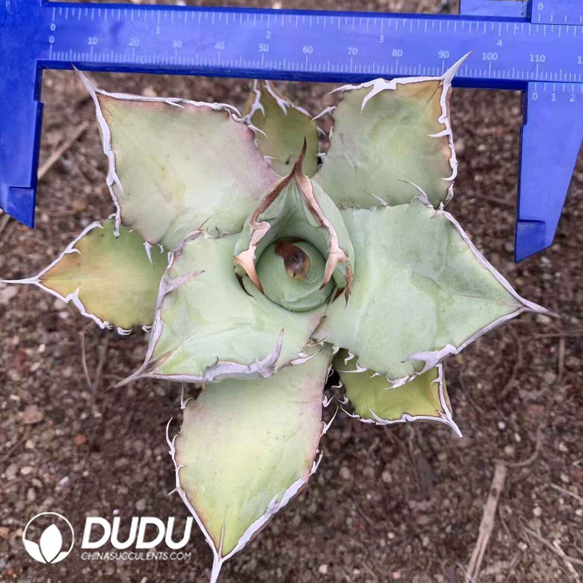 e201-265.jpg Agave Titanota Black Rhinoceros - Image 1