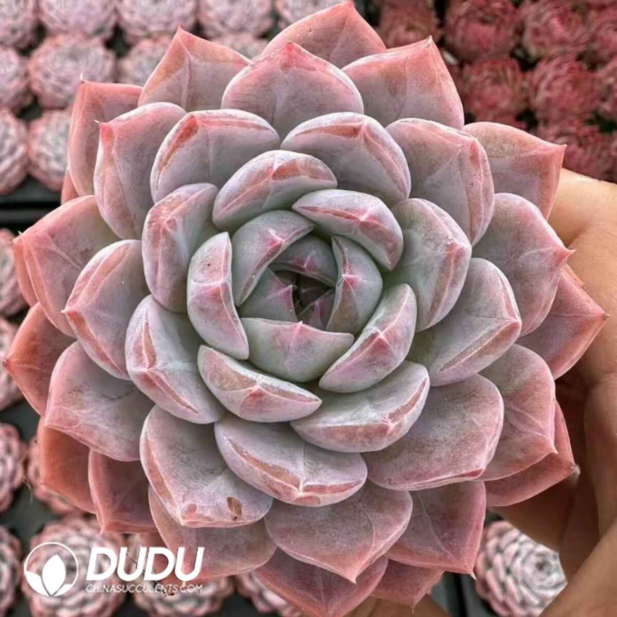 e201-27.jpg Echeveria Princess Sugar - Image 1