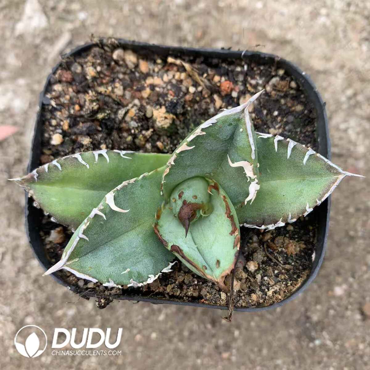 e201-270.jpg Agave Titanota Warthog - Image 1