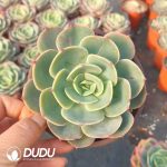 Echeveria Snow White