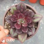 Echeveria Nodulosa