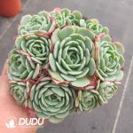 Echeveria Secunda