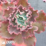 Echeveria Meridian Shell