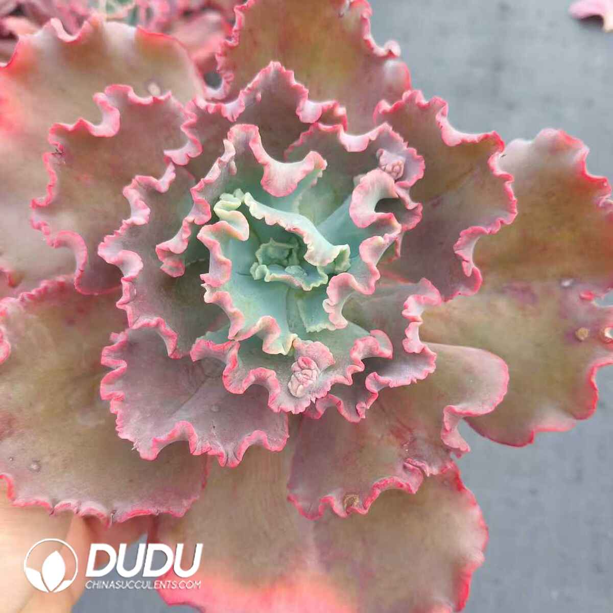 e201-277.jpg Echeveria Meridian Shell - Image 1