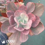 Echeveria Dutch Queen