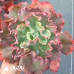 Echeveria Wedding Dress