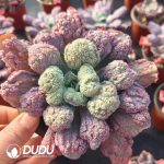 Echeveria Baron Bold